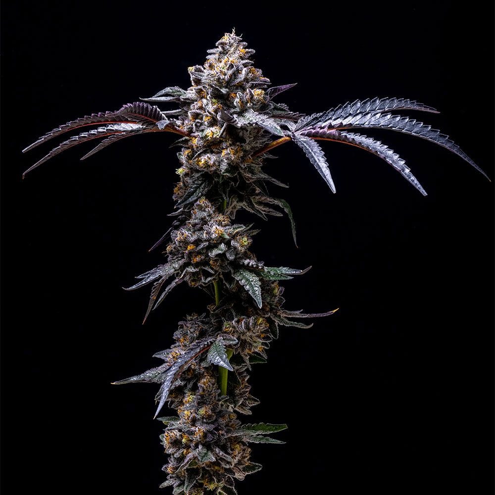 Lemon Cherry Pop cannabis seeds – Female seeds – Outdoor – 12/12 Photoperiod – image 1 from Seed City
