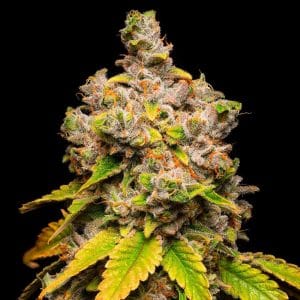 Lemon Cherry Sherb