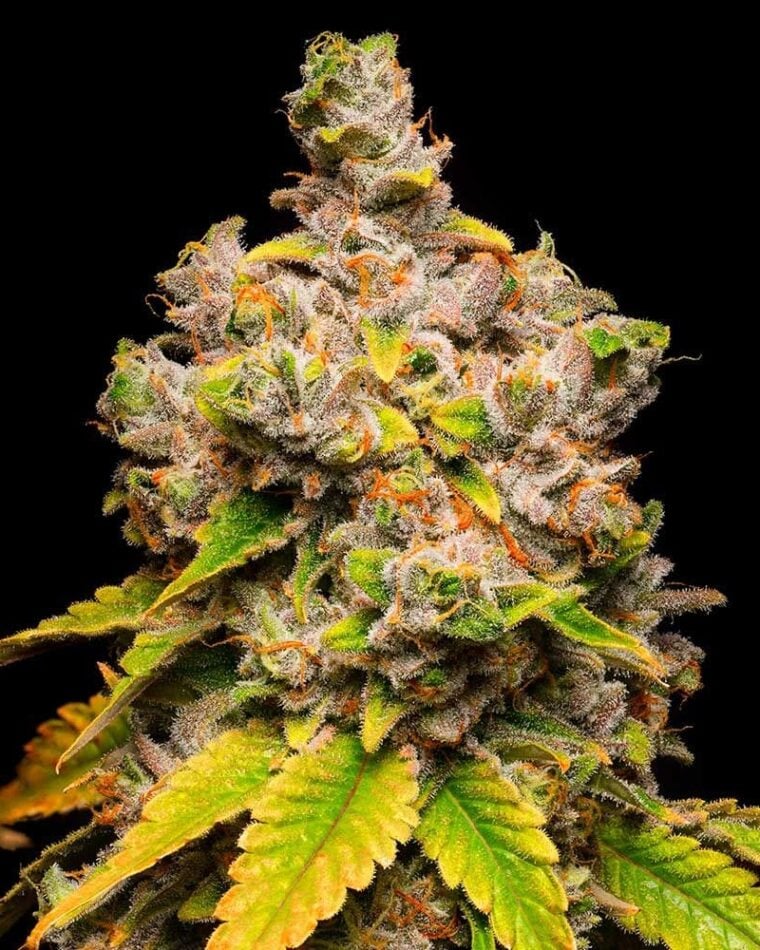 Lemon Cherry Sherb cannabis seeds – Outdoor cultivation – 12/12 Photoperiod – Feminized – image 1 from Seed City