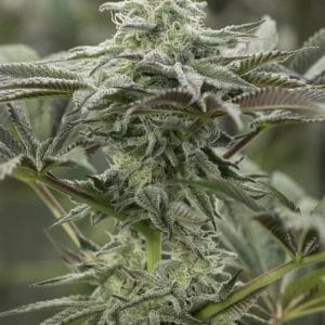 Lemon Citron cannabis seeds – Feminized – Cerebral – Middle of October – image 1 from Seed City