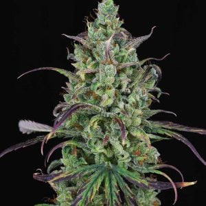Lemon Cream Kush Auto