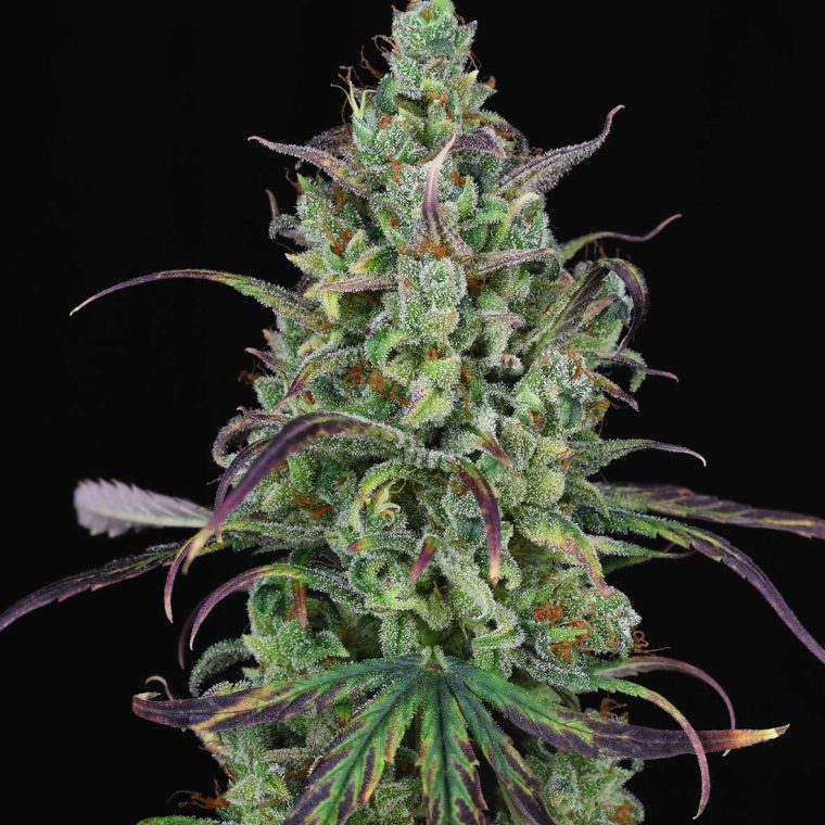 Lemon Cream Kush Auto cannabis seeds – Auto-Flowering – Guaranteed female plants – Indica-heavy – image 1 from Seed City