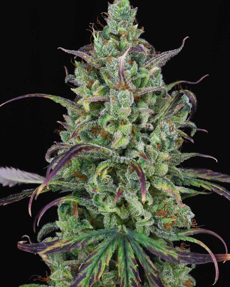 Lemon Cream Kush Auto cannabis seeds – Auto-Flowering – Guaranteed female plants – Indica-heavy – image 1 from Seed City