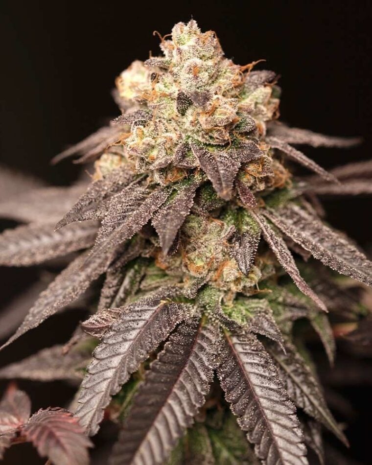 Outdoor cultivation – Regular – Lemon – Lemon Curd strain – image 1 – from Perfect Tree Seeds via Seed City