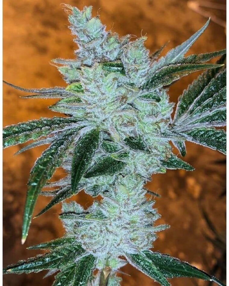 Female seeds – Indoor-friendly – Earthy – Lemon Delight strain – image 1 – from Cali Connection Seeds via Seed City