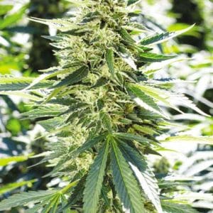Lemon Diesel cannabis seeds – Regular – Mostly Indica – Tall (140cm plus) – image 1 from Seed City