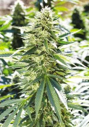 Lemon Diesel