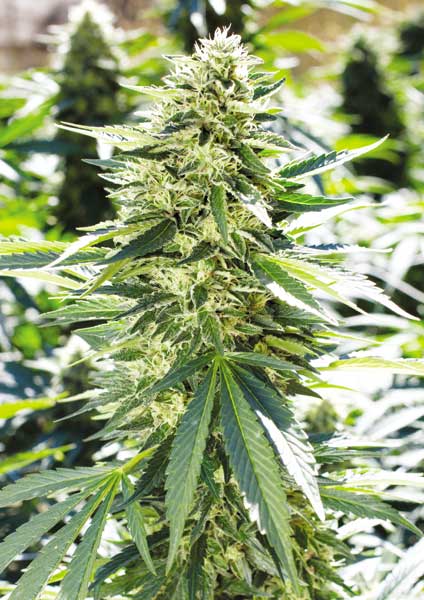 Lemon Diesel cannabis seeds – Regular – Mostly Indica – Tall (140cm plus) – image 1 from Seed City