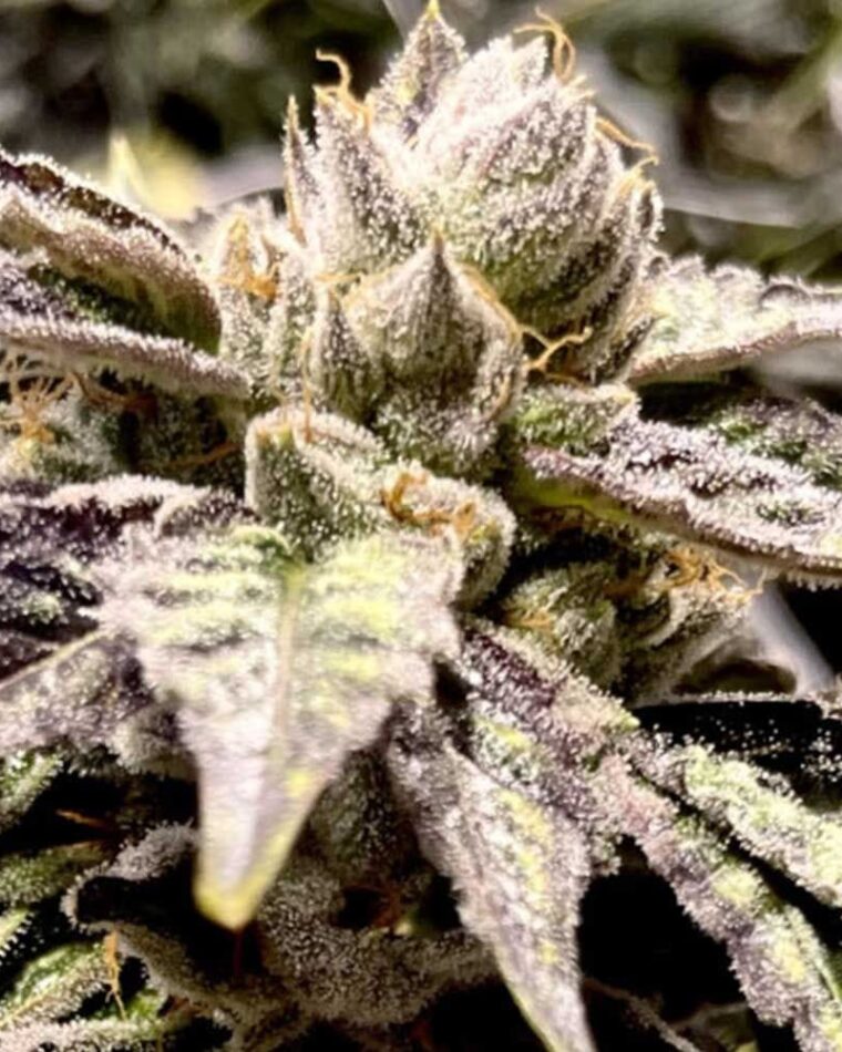 Image 1 of Lemon Ghost Train cannabis by Rare Dankness Seeds – Feminized – Citrus – Super Strength – Seed City