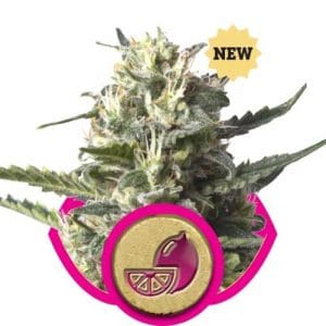 Lemon Haze from Royal Queen Seeds
