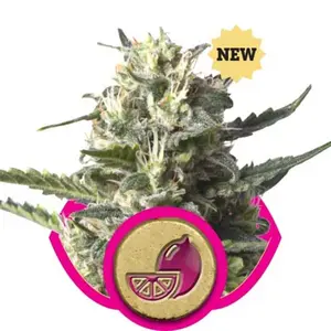 Lemon Haze from Royal Queen Seeds