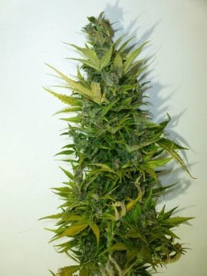 Lemon Haze Auto