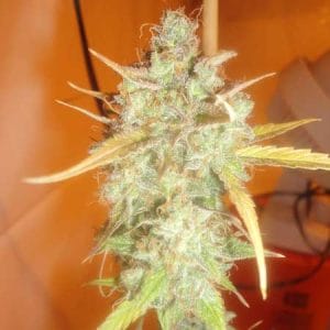 Image 1 of Lemon Haze Auto cannabis by Emerald Triangle Seeds – Auto-Flowering – Sativa Dominant – Regular – Seed City