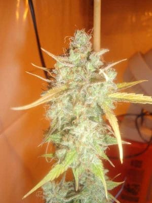 Lemon Haze Auto