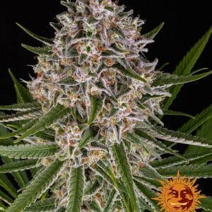 Lemon Haze Auto by Barneys Farm Seeds – Lemon – Auto-Flowering – Outdoor cultivation – image 1 – Seed City
