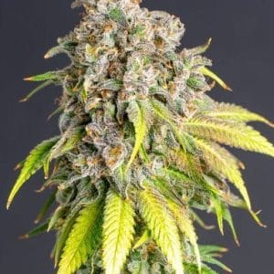 Lemon Haze Original by PowerStrains – Body Stone – Sweet – Tall (140cm plus) – image 1 – Seed City