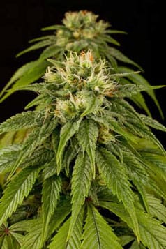 Lemon Juice Express Auto