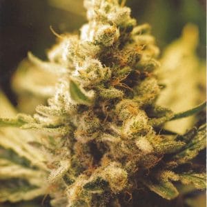 Lemon Kush by Female Seeds – Feminized – Good for outdoor grow – Citrus – image 1 – Seed City