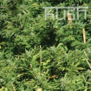 Lemon Kush cannabis seeds – Lemon – Female seeds – Greenhouse – image 1 from Seed City