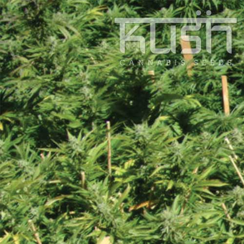Lemon Kush cannabis seeds – Lemon – Female seeds – Greenhouse – image 1 from Seed City