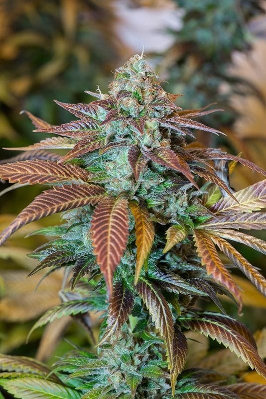Lemon Kush Headband cannabis seeds – Guaranteed female plants – Gassy – 12/12 Photoperiod – image 1 from Seed City