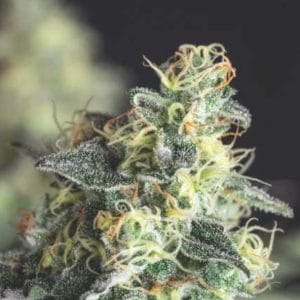 Lemon Larry OG USA RANGE from Pyramid Seeds