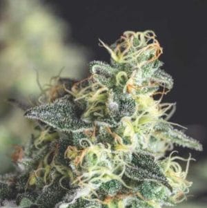 Lemon Larry OG USA RANGE