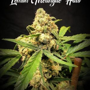 Lemon Meringue Auto by TasteBudz Seeds – Indica-heavy – Good for outdoor grow – Tall (140cm plus) – image 1 – Seed City