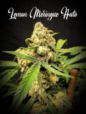 Lemon Meringue Auto