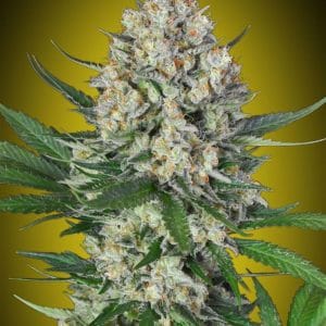 Lemon OG from OO Seeds