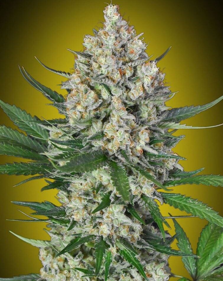Lemon OG from OO Seeds