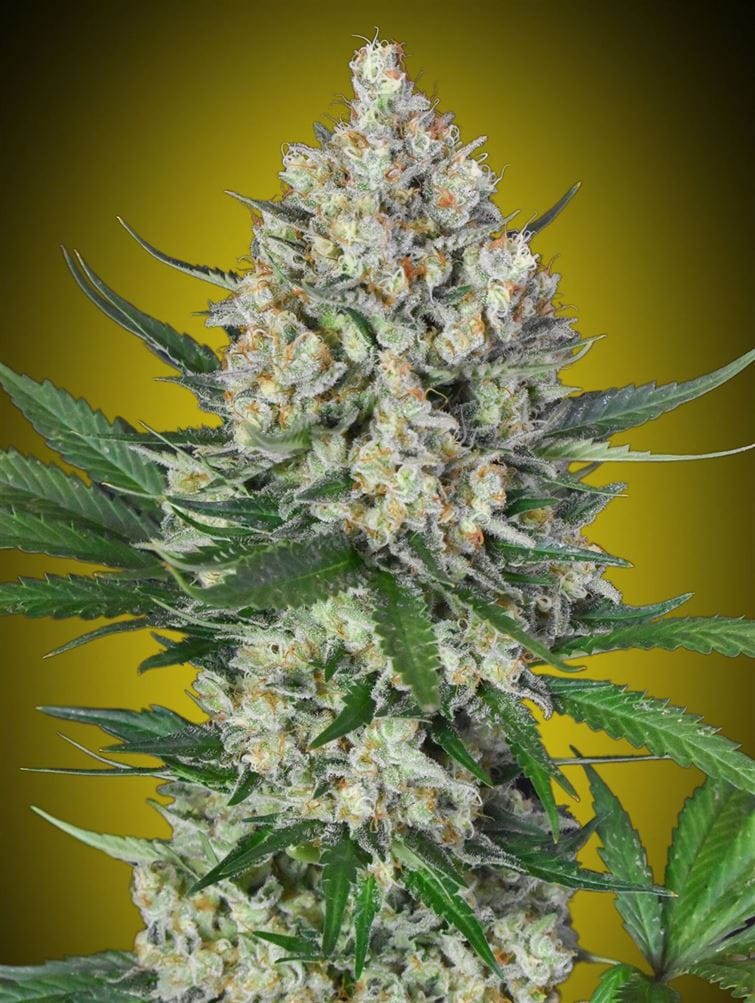 Lemon OG 大麻の種子 | OO Seeds | Seed City