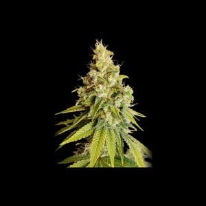 Lemon OG