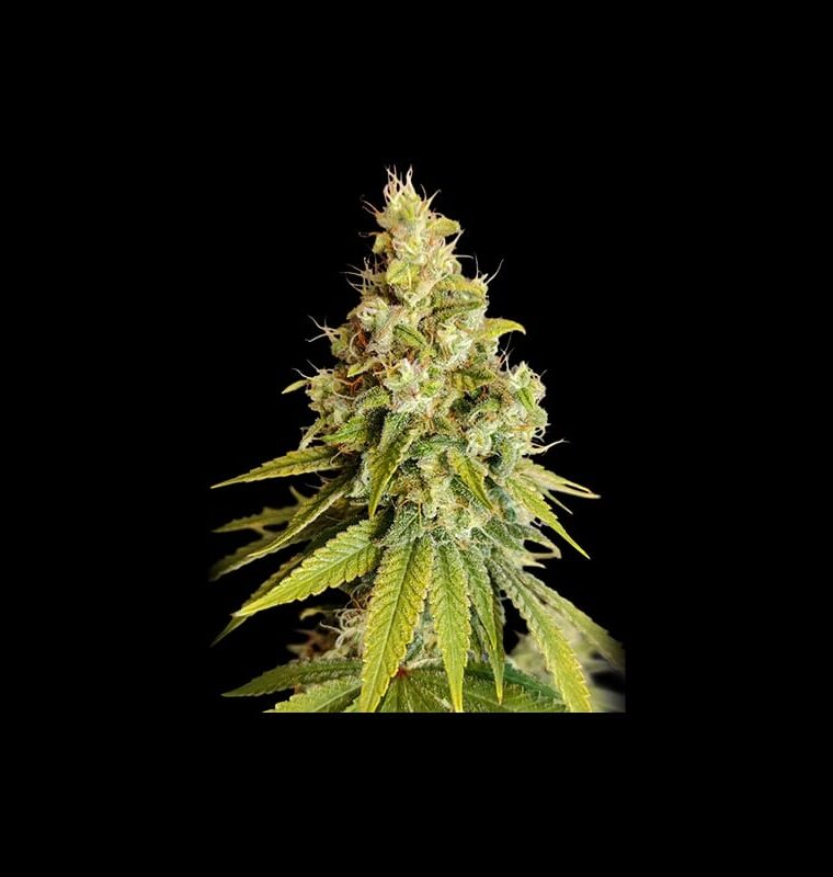 Lemon OG by Super Sativa Seed Club – 12/12 Photoperiod – Outdoor – Lemon – image 1 – Seed City