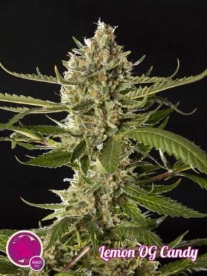 Lemon OG Candy
