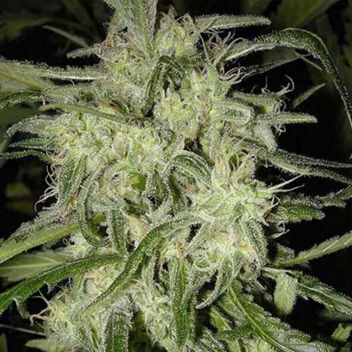 Lemon OG Haze Auto from Nirvana Seeds