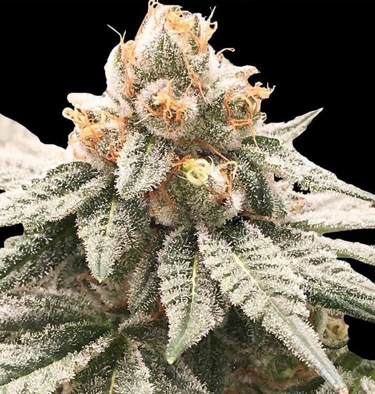 Lemon Oasis from Rare Dankness Seeds