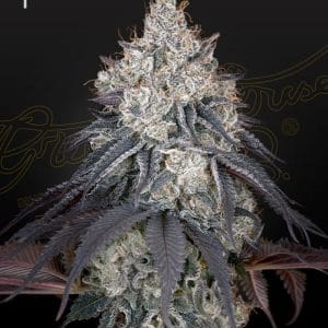 Image 1 of Lemon Orange cannabis by Green House Seeds – Super Strength – Feminized – Citrus – Seed City