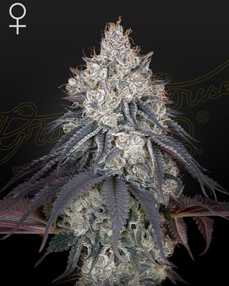 Image 1 of Lemon Orange cannabis by Green House Seeds – Super Strength – Feminized – Citrus – Seed City