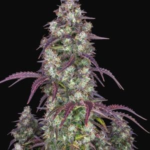 Image 1 of Lemon Pie Auto cannabis by FastBuds – Auto-Flowering – Lemon – Indica Dominant – Seed City