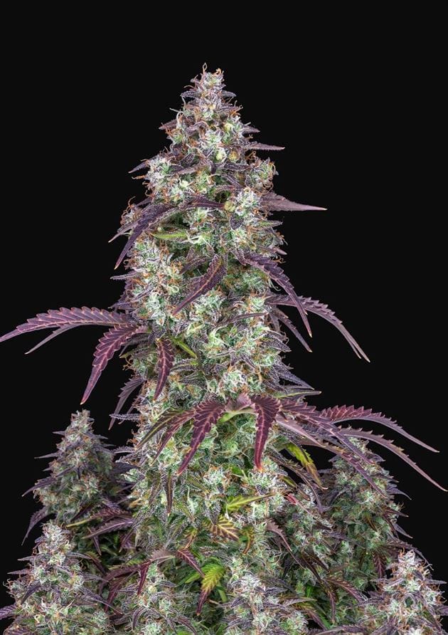 Image 1 of Lemon Pie Auto cannabis by FastBuds – Auto-Flowering – Lemon – Indica Dominant – Seed City