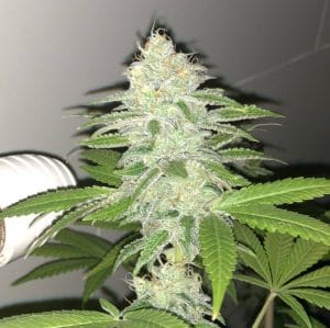 Lemon Sherbert