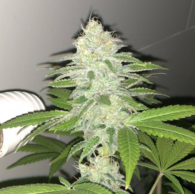 Lemon Sherbert by Pheno Finder Seeds – Feminized – Suited for indoor growing – 12/12 Photoperiod – image 1 – Seed City