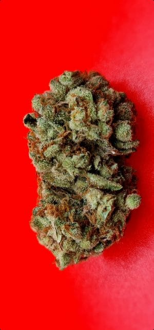 Lemon Sherbet