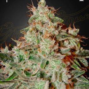 Lemon Skunk by Green House Seeds – The End of September – 12/12 Photoperiod – Female seeds – image 1 – Seed City