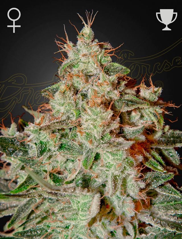 Lemon Skunk by Green House Seeds – The End of September – 12/12 Photoperiod – Female seeds – image 1 – Seed City