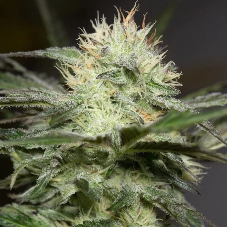 Indoor – Middle of October – Feminized – Lemon Sorbet strain – image 1 – from Silent Seeds via Seed City