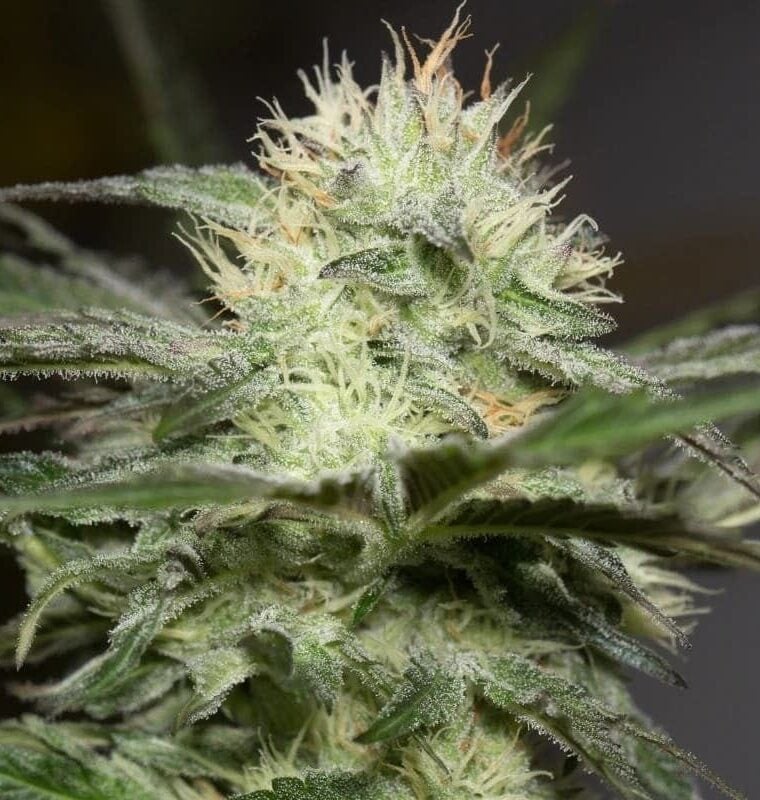 Indoor – Middle of October – Feminized – Lemon Sorbet strain – image 1 – from Silent Seeds via Seed City