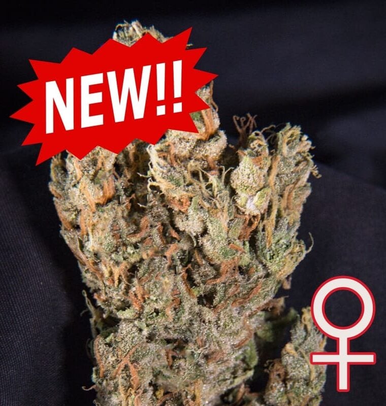 Lemon Sputnik Auto cannabis seeds – Auto-Flowering – Citrus – Mostly Indica – image 1 from Seed City