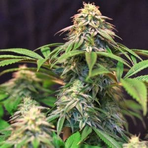 Lemon Suit Larry cannabis seeds – Suited for indoor growing – Regular – Indica-heavy – image 1 from Seed City